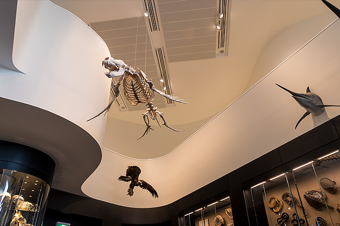 A whale skeleton and taxidermied eagle hanging from the ceiling, and a mounted swordfish head on the wall of the Natural History Museum